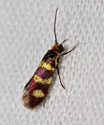 Käkmalar, Micropterigidae