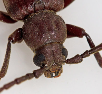 Subfamily Spondylidinae, Barkbockar