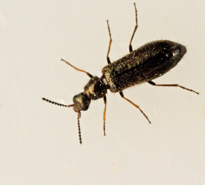 Melyridae, Borstbaggar