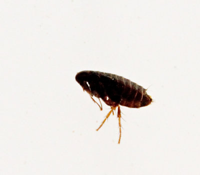 Fleas, Loppor, Siphonaptera