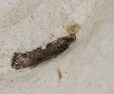 Gnuggmalar, Glyphipterigidae