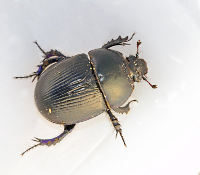 Dung Beetles, Tordyvlar (Geotrupidae)