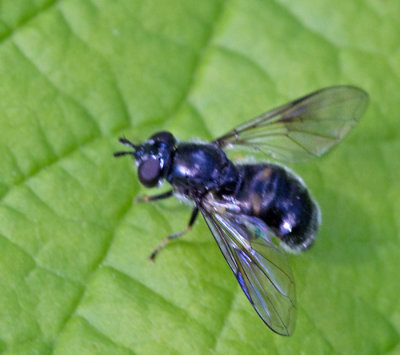 Gallblomflugor, Pipiza