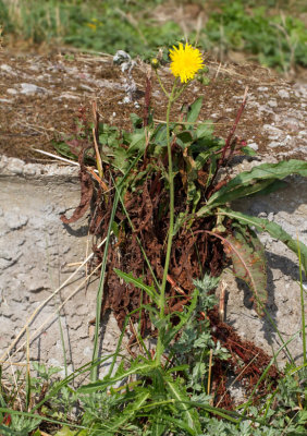 Åkermolke, Sonchus arvensis.jpg