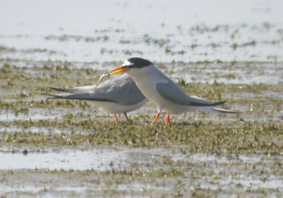 Little Tern, Smtrna, Sternula albifrons.jpg