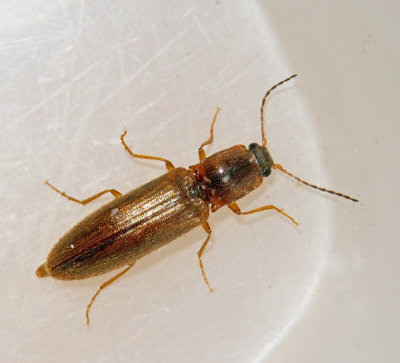 Athous vittatus.jpg