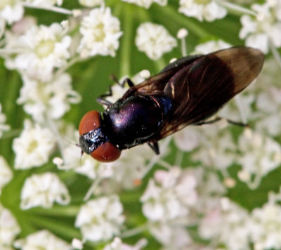Chrysogaster genus