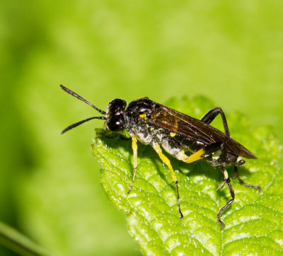 Macrophya montana.jpg