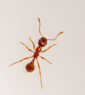 Ants, Svenska myror, Formicidae