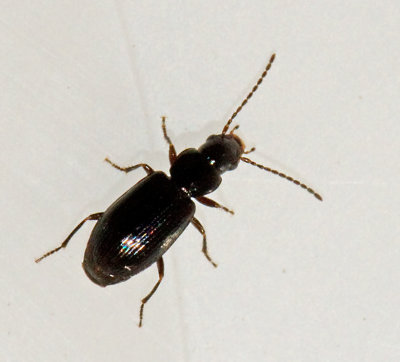 Acupalpus genus, dammlöpare