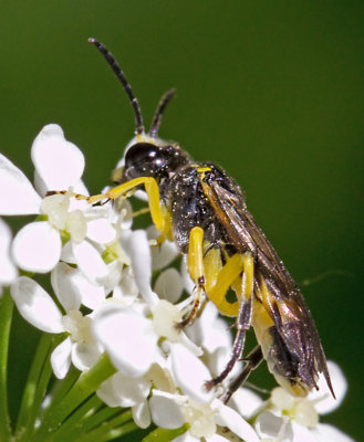 Tenthredo zonula.jpg
