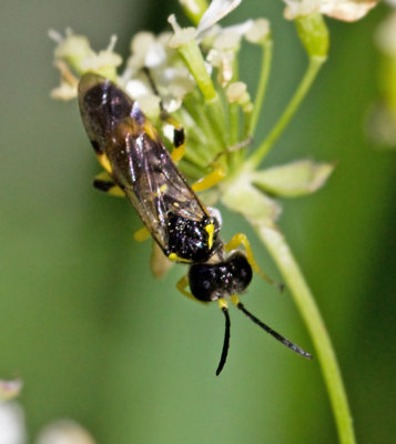 Tenthredo zonula.jpg