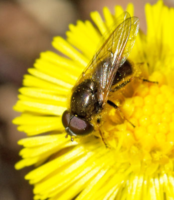 Örtblomflugor, Cheilosia