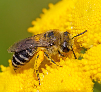 Colletidae, Korttungebin