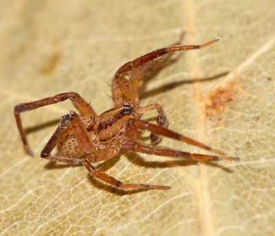 Ghost spiders, Taggfotsspindlar, Zoridae