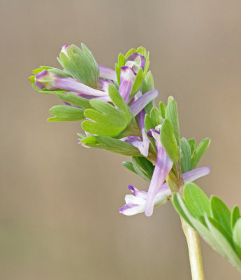 Jordröksväxter, Fumariaceae