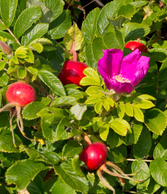 Vresros, Rosa rugosa.jpg