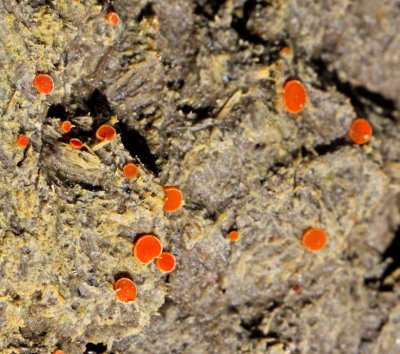 Orange dyngskål, Cheilymenia granulata.jpg