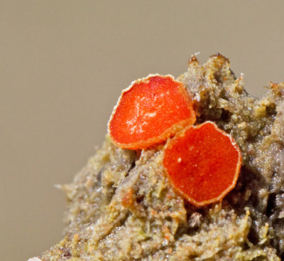 Orange dyngskål, Cheilymenia granulata.jpg
