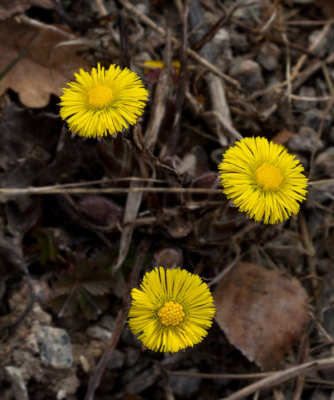 Hästhov, Tussilago farfara.jpg