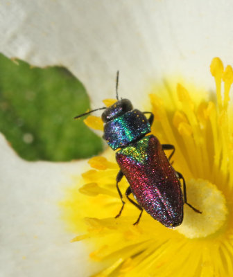 Jewel Beetles, Praktbaggar
