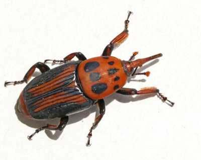 Weevils of Mallorca