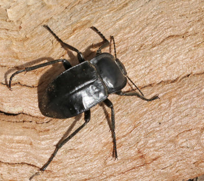 Darkling Beetles of Mallorca, Tenebrionidae