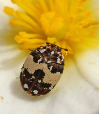 Beetles of Mallorca