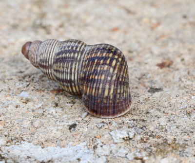 Mallorcan shells and other invertebrates