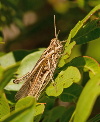 Mallorcan Grasshoppers and Crickets