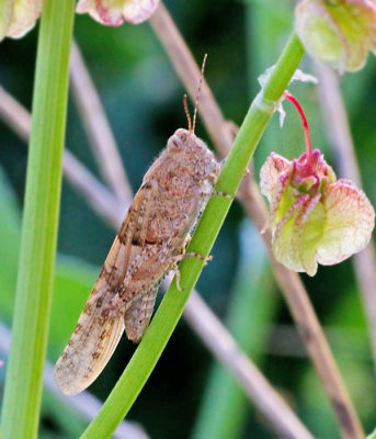 Grasshoppers of Gran Canaria