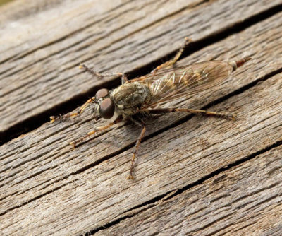 Insects of Gran Canaria