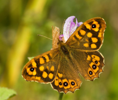 Butterflies and Moths (Lepidoptera) of Mallorca