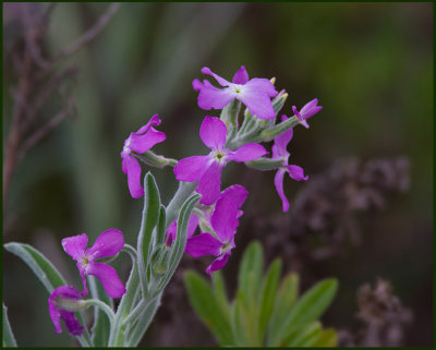 Mallorcan Flora and Fungi