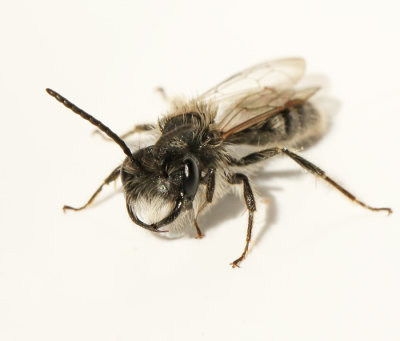 Vårsandbi, Andrena praecox jpeg