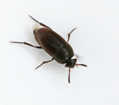 Mycelbaggar, Leiodidae