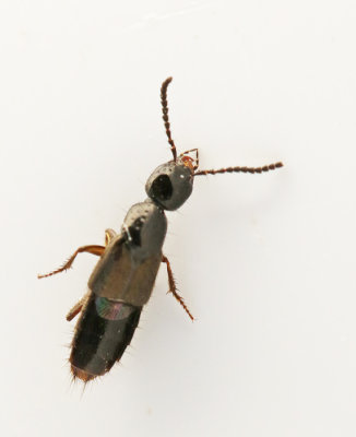 Philonthus genus