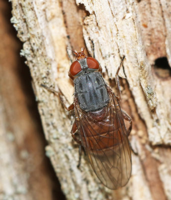 Savblomflugor, Brachyopa