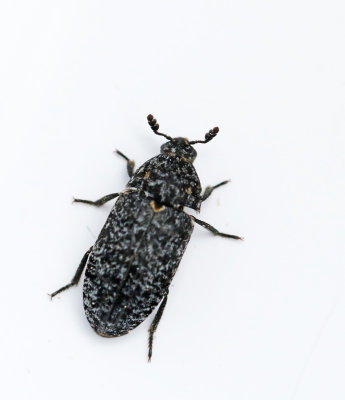 Dermestidae, ngrar