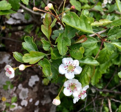 Rundhagtorn, Crataegus laevigata. jpeg