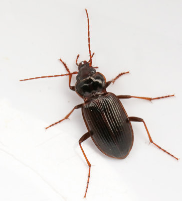 Nebria genus, nattlpare