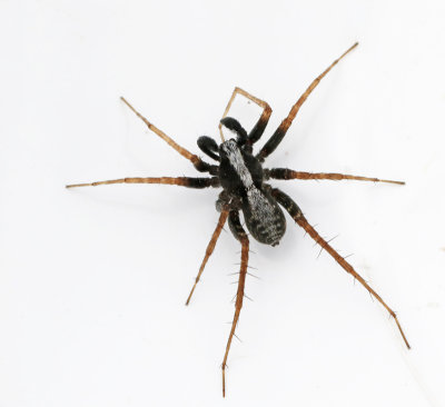 SPIDERS (Arachnida) and HARVESTMEN