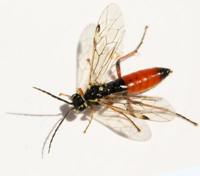 Tenthredopsis scutellaris.jpg