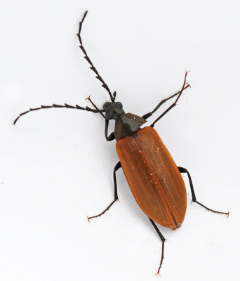Alleculinae