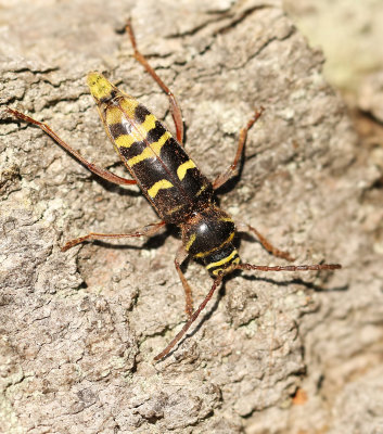 Plagionotus detritus, Bredbandad ekbarkbock