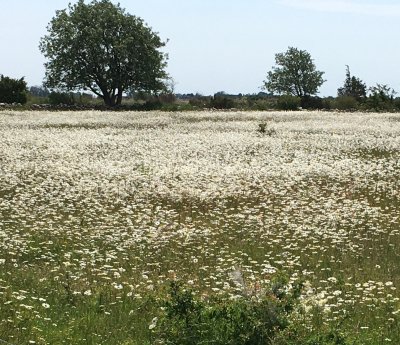 Leucanthemum vulgare, Prästkrage, Ox-eye Daisy .jpeg
