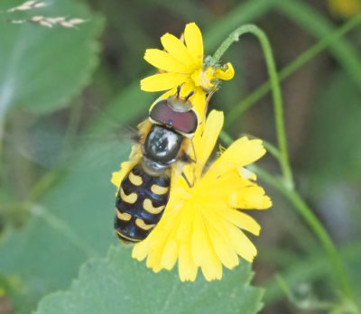 Glasvingeblomflugor, Scaeva