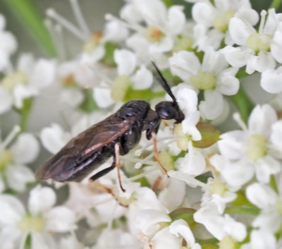 Cladius compressicornis.jpg