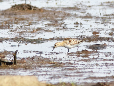 Little Stint, Småsnäppa, Calidris minutus