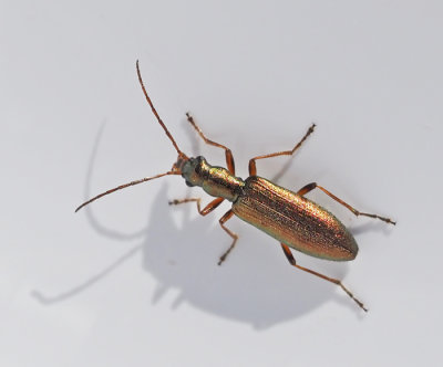 Flower Beetles, Blombaggar (Oedemeridae)